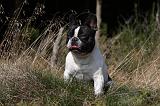 BOULEDOGUE FRANCAIS 878